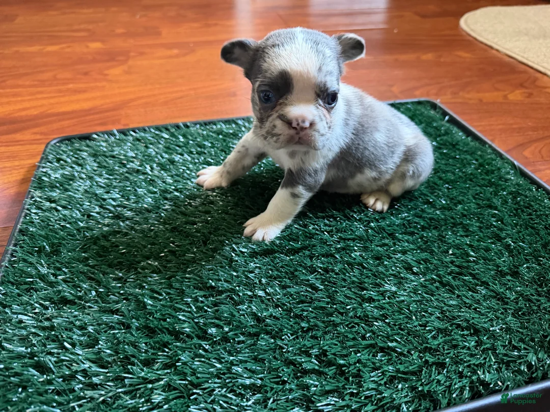 French Bulldog dogs for sale: Oreo - Ad 1