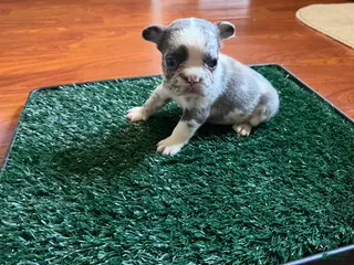 French Bulldog dogs for sale: Oreo - Ad 1