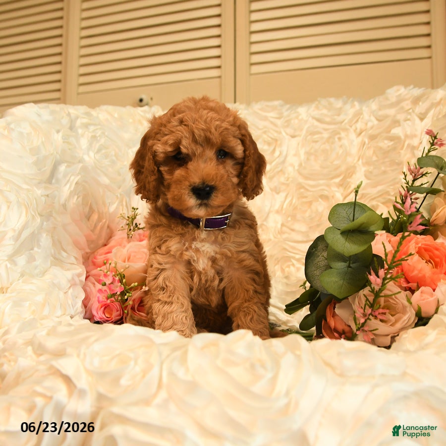 Mini Goldendoodle dogs Ginger - Ad 1