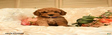 Ginger