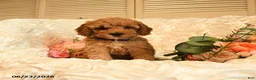 Mini Goldendoodle dogs for sale: Ginger - Ad 1