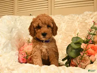 Mini Goldendoodle dogs for sale: Ginger - Ad 3