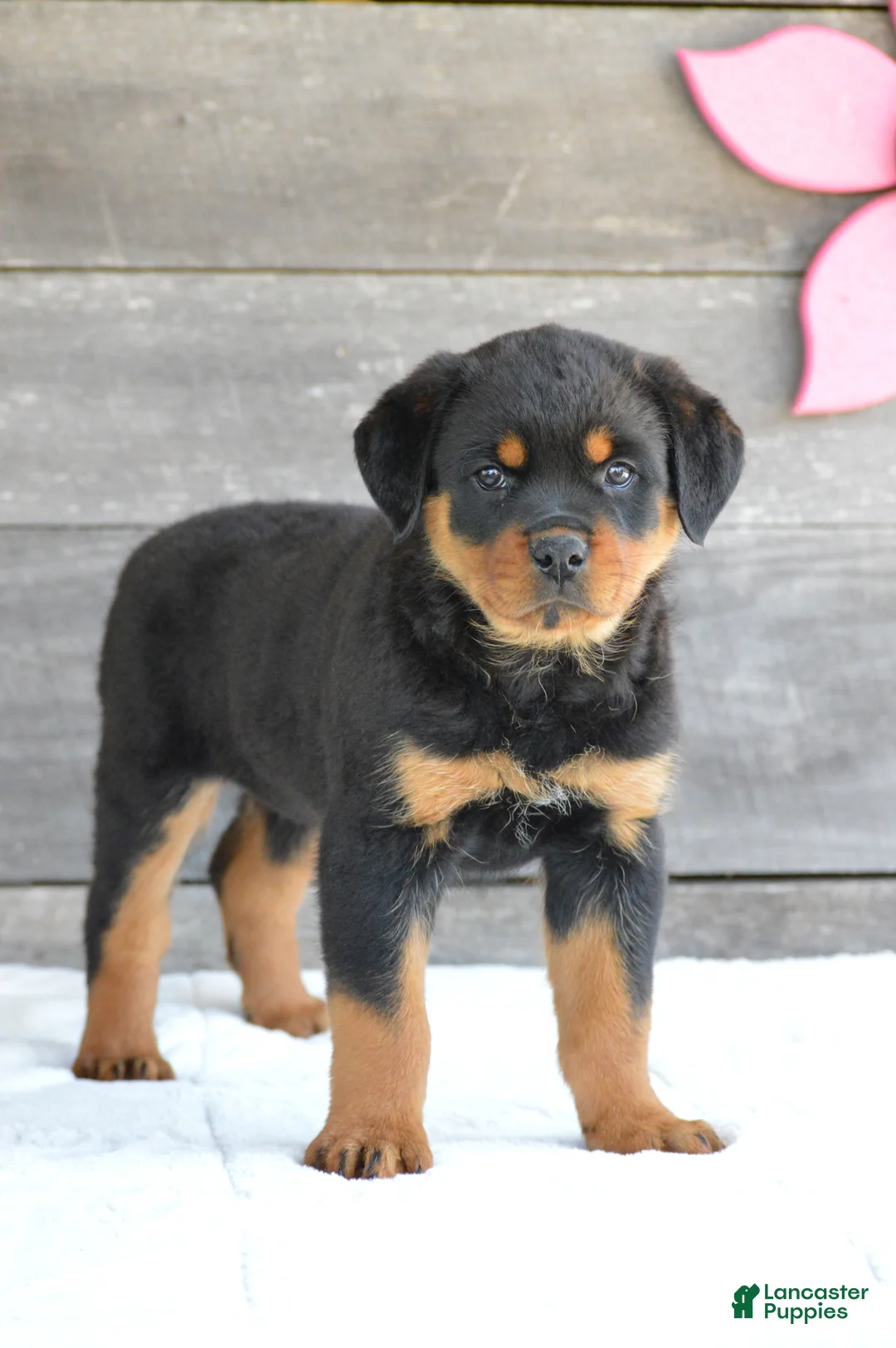 Rottweiler dogs for sale: Stella - Ad 1