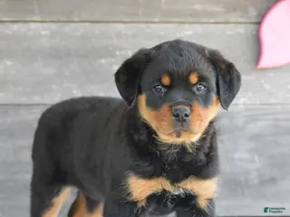 Rottweiler dogs for sale: Stella - Ad 4