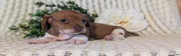 Miniature Dachshund dogs for sale: Zya - Ad 4