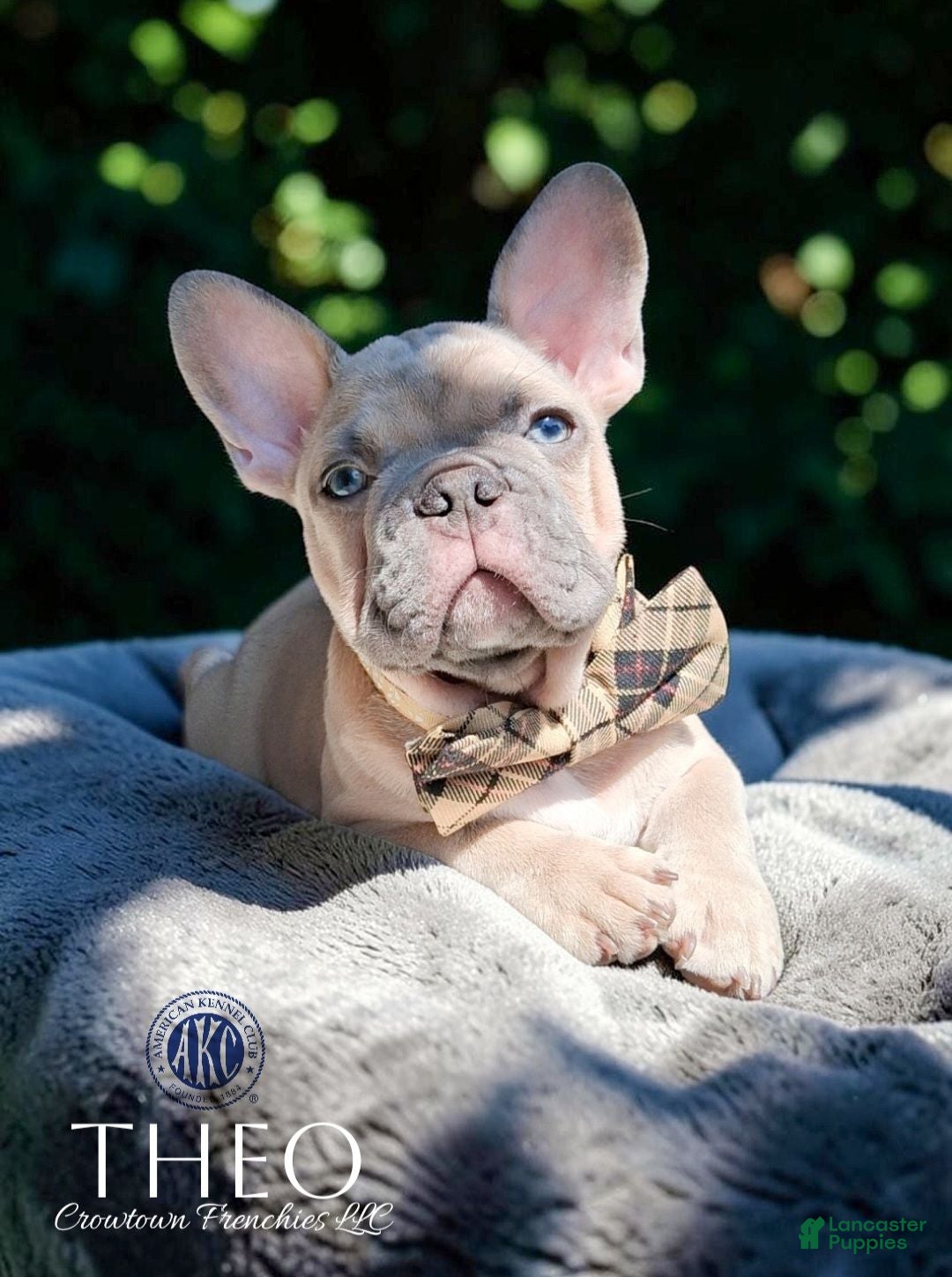 French Bulldog dogs Theo - Ad 1
