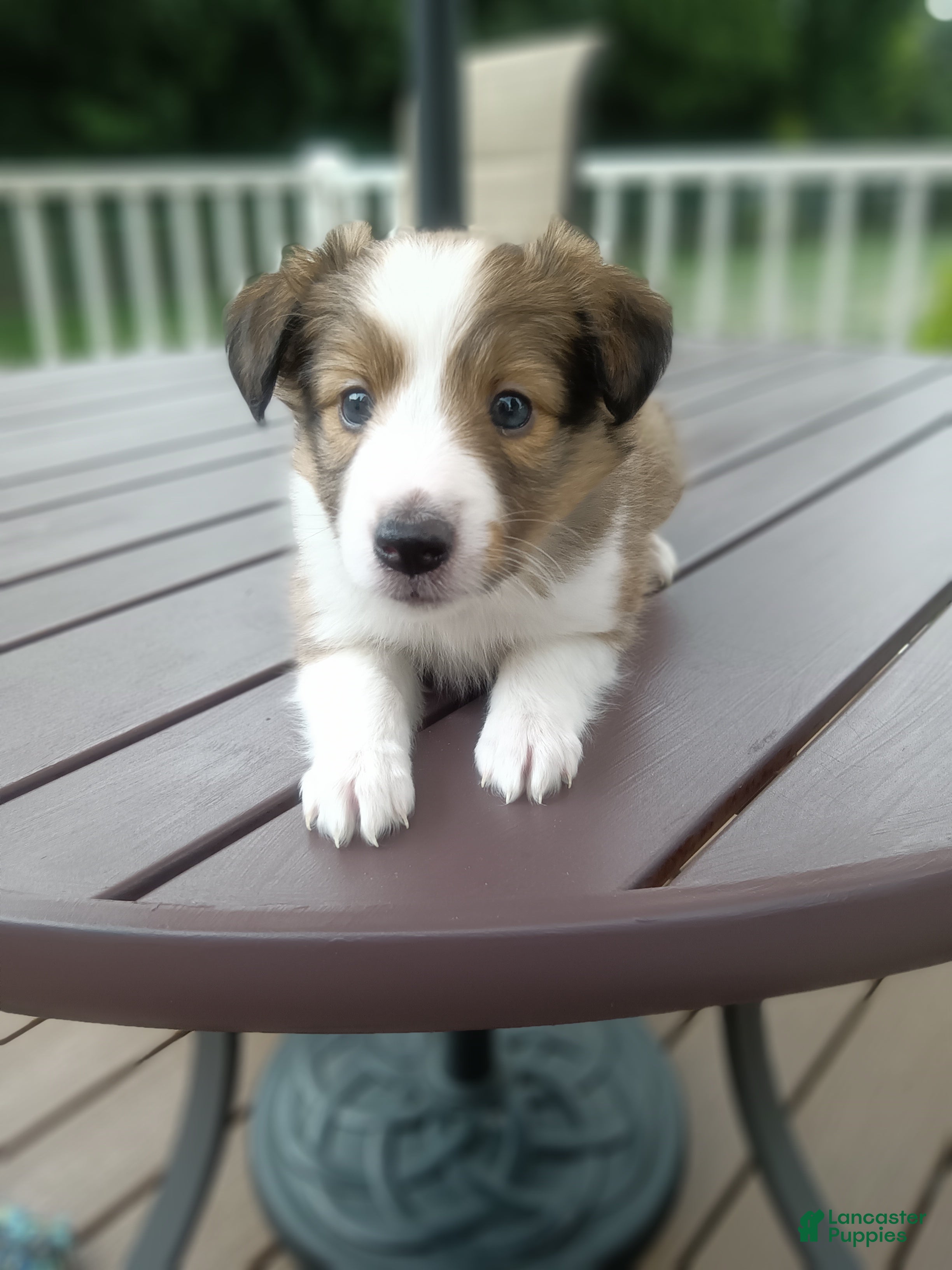 Shetland Sheepdog dogs Shetland Sheepdog 4 - Ad 1