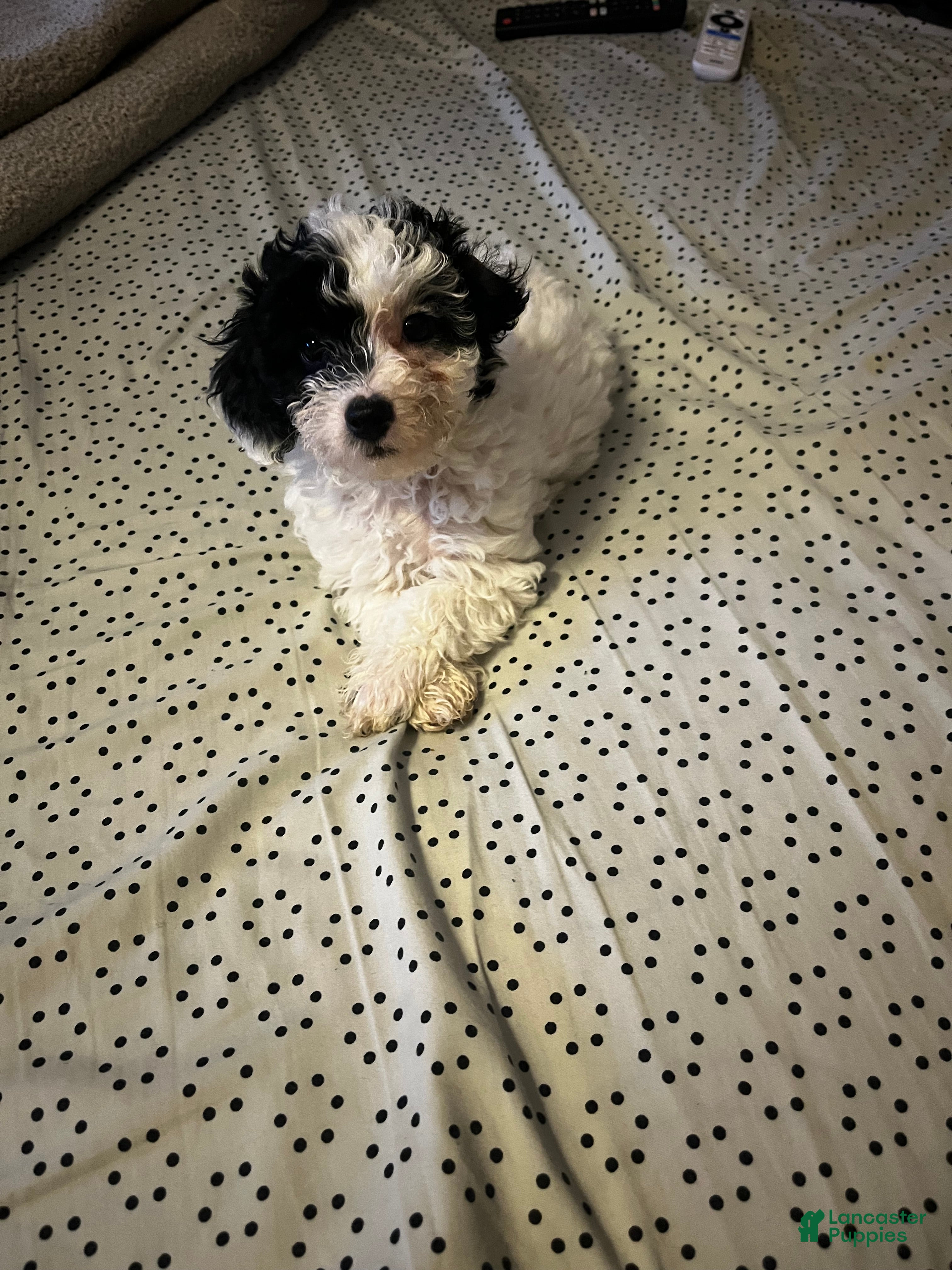 Toy Poodle dogs Baby Chloe - Ad 29