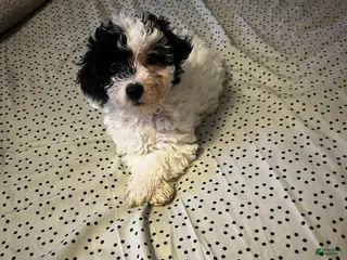 Toy Poodle dogs Baby Chloe - Ad 24