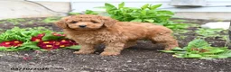 Mini Goldendoodle dogs for sale: Darla - Ad 1