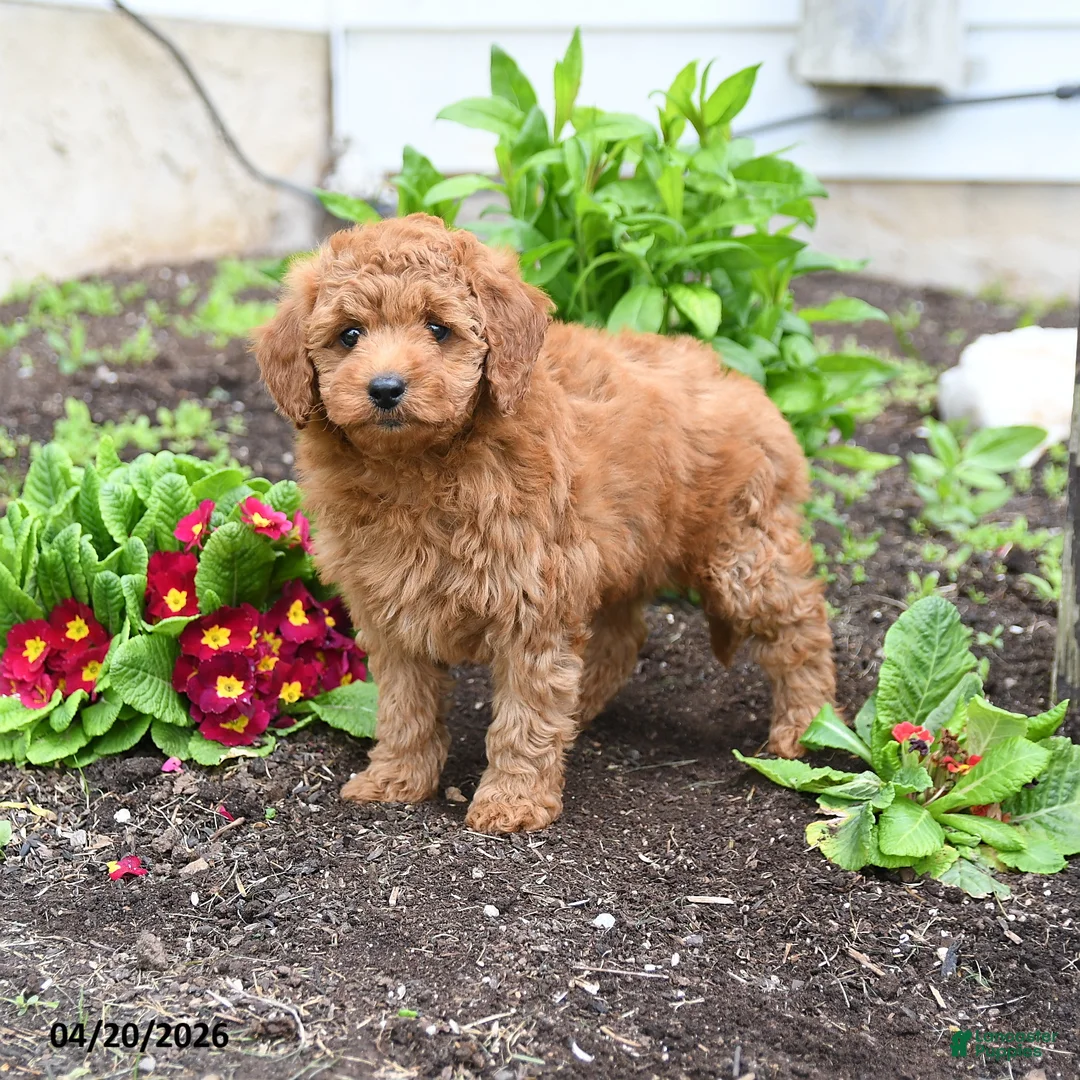 Mini Goldendoodle dogs for sale: Darla - Ad 1