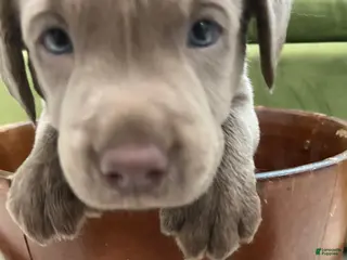 Labrador Retriever dogs Betty - Ad 36