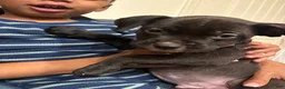 American Pit Bull Terrier dogs for sale: American Pit Bull Terrier 1 - Ad 1