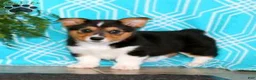 Welsh Corgi Pembroke dogs for sale: Welsh Corgi Pembroke 1 - Ad 3