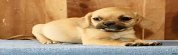 Puggle dogs for sale: Bella - Ad 5