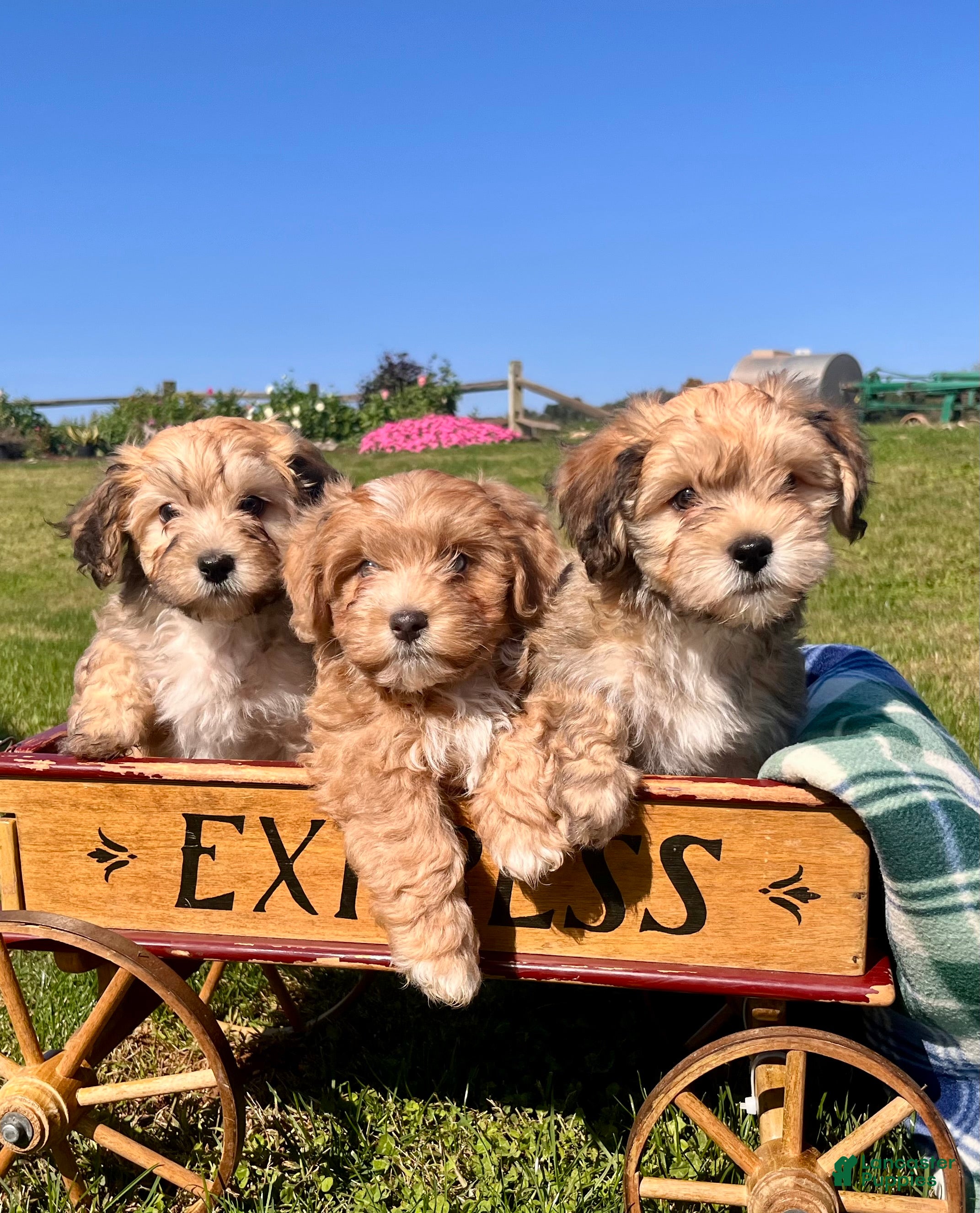 Havanese dogs Diamond❤️AKC Call today - Ad 1