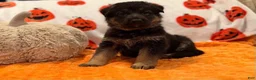 German Shepherd dogs for sale: Anubis - Ad 1