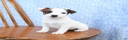 Jack Russell Terrier dogs for sale: Espresso - Ad 3