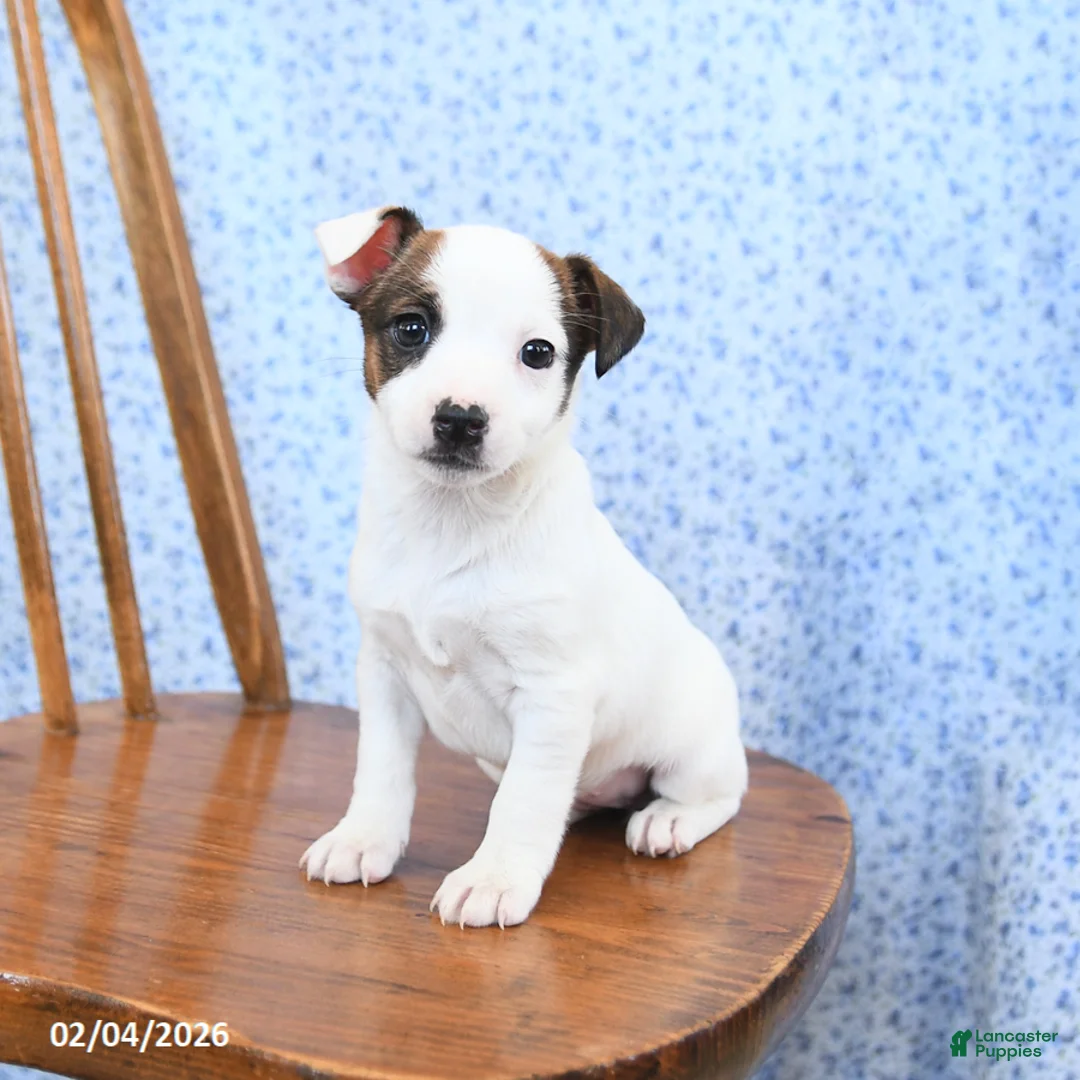 Jack Russell Terrier dogs for sale: Espresso - Ad 3