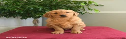 Golden Retriever dogs for sale: Reese - Ad 5
