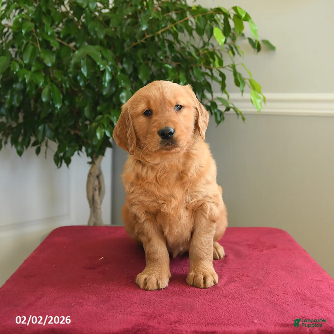 Golden Retriever dogs for sale: Reese - Ad 5