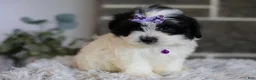 Maltipoo dogs for sale: Gwen - Ad 22