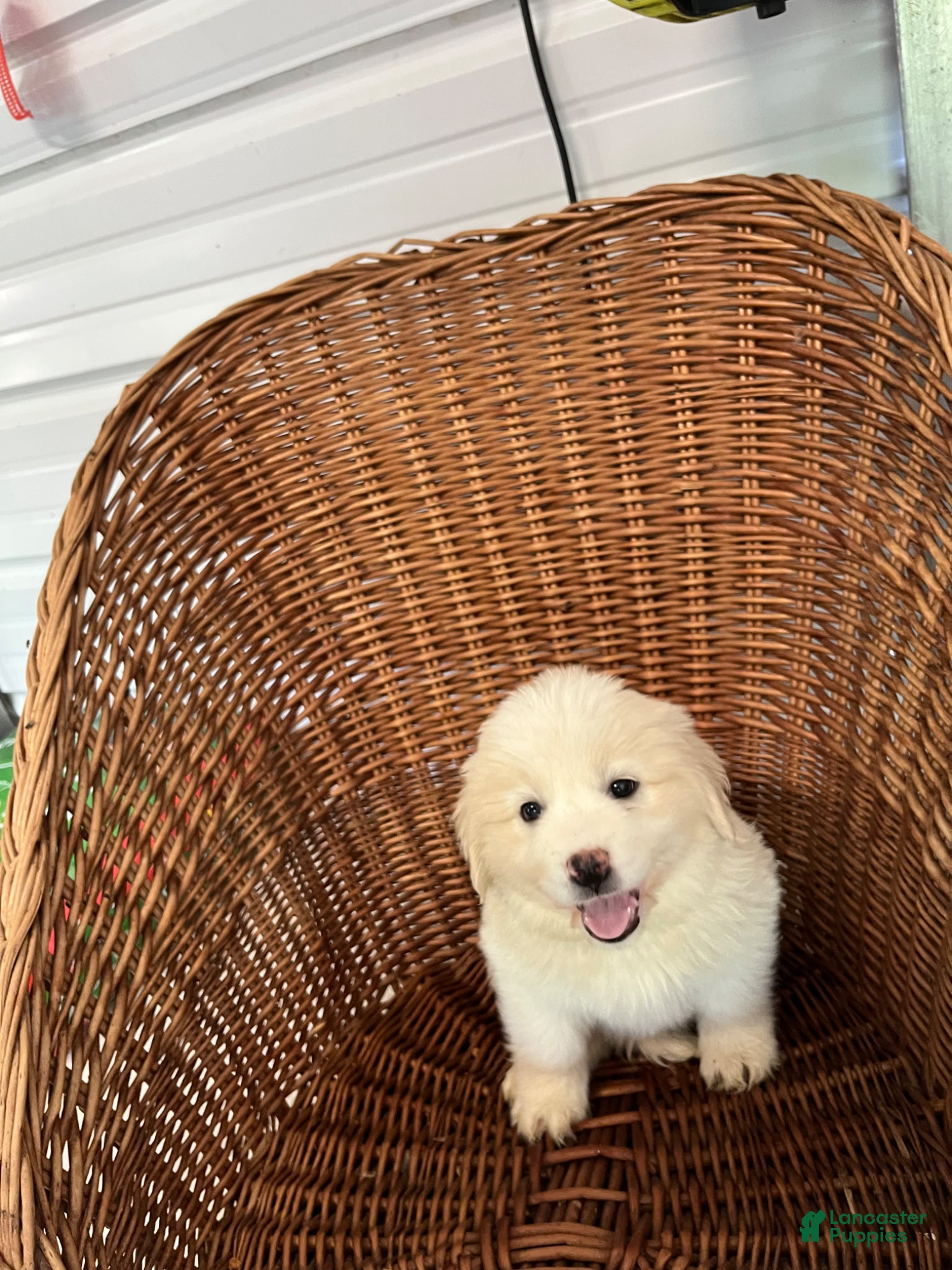 Golden Shepherd dogs Lucy - Ad 1