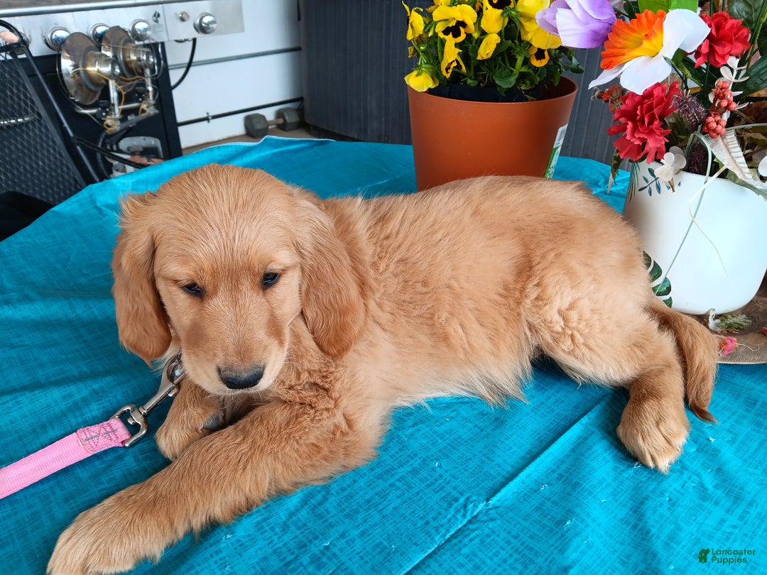 Golden Retriever dogs for sale: Sport - Ad 10