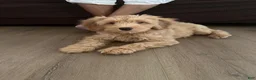 Cockapoo dogs for sale: Cockapoo 1 - Ad 2