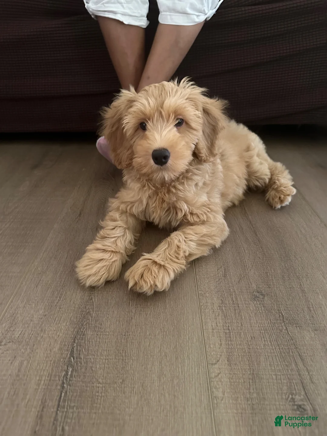 Cockapoo dogs for sale: Cockapoo 1 - Ad 2