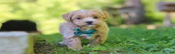 Maltipoo dogs for sale: Norris - Ad 3