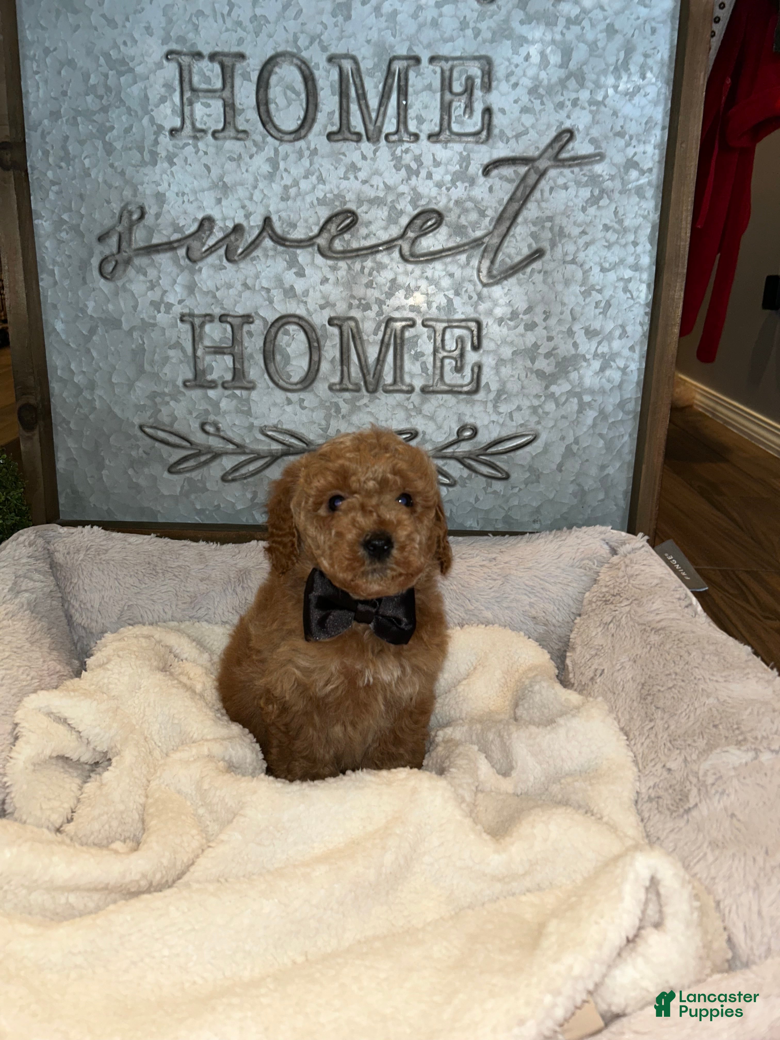 Mini Goldendoodle dogs Rex  - Ad 25
