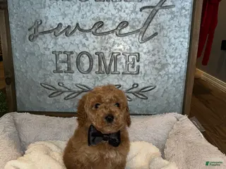 Mini Goldendoodle dogs Rex - Ad 5