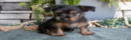 Yorkshire Terrier dogs for sale: Cookie - Ad 3