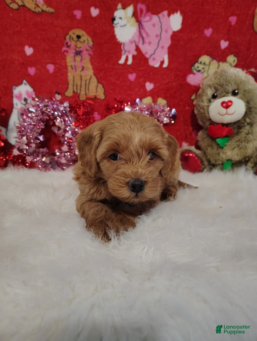 Goldendoodle dogs for sale: John - Ad 1
