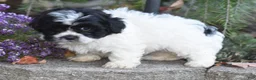 Teddy Bear dogs for sale: Amy - Ad 6