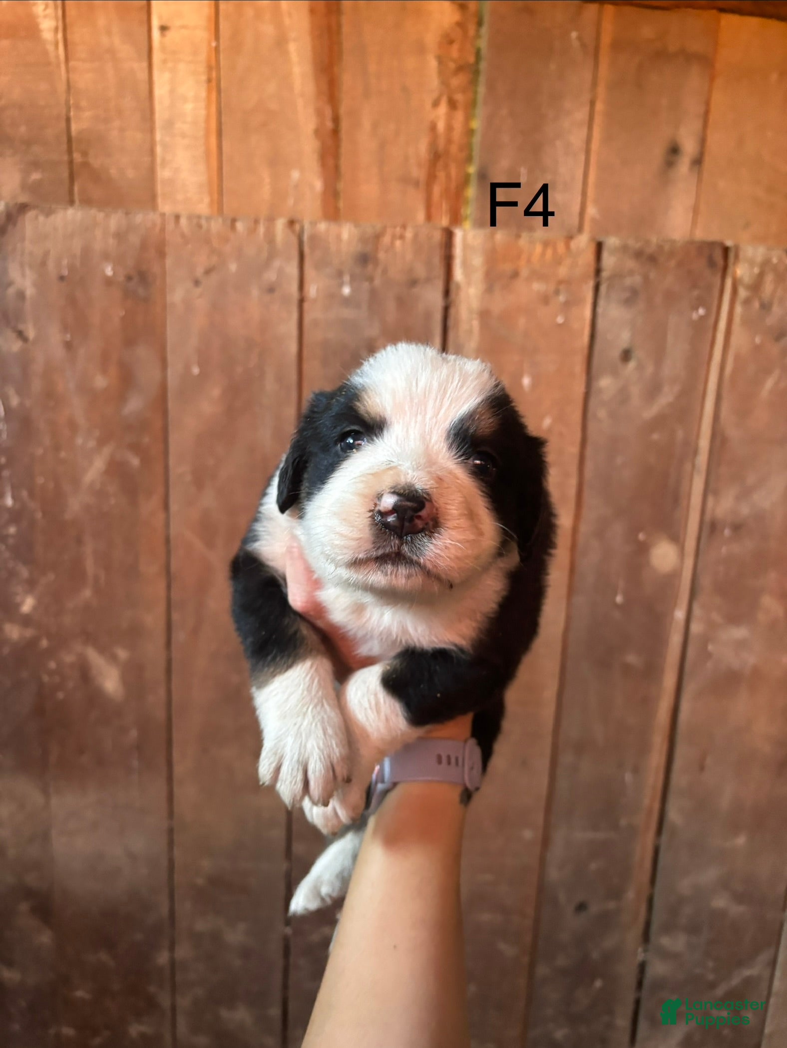 Bernese Mountain Dog dogs Bernese Mountain Dog f4 - Ad 1