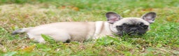 French Bulldog dogs for sale: Carla - Ad 6