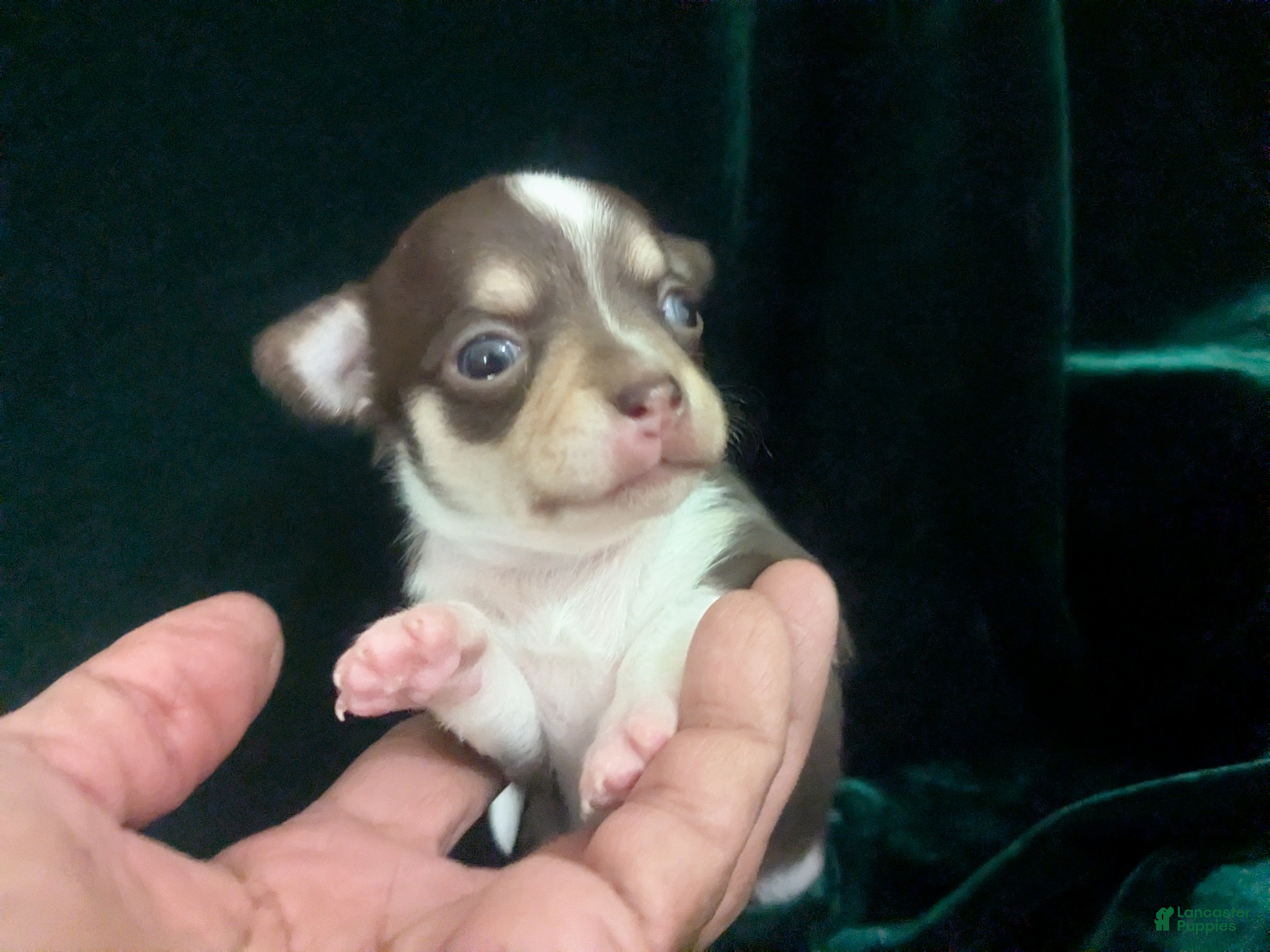 Chihuahua dogs Candie Smooth Coat  - Ad 23