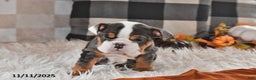 Olde English Bulldogge dogs for sale: Mila - Ad 8