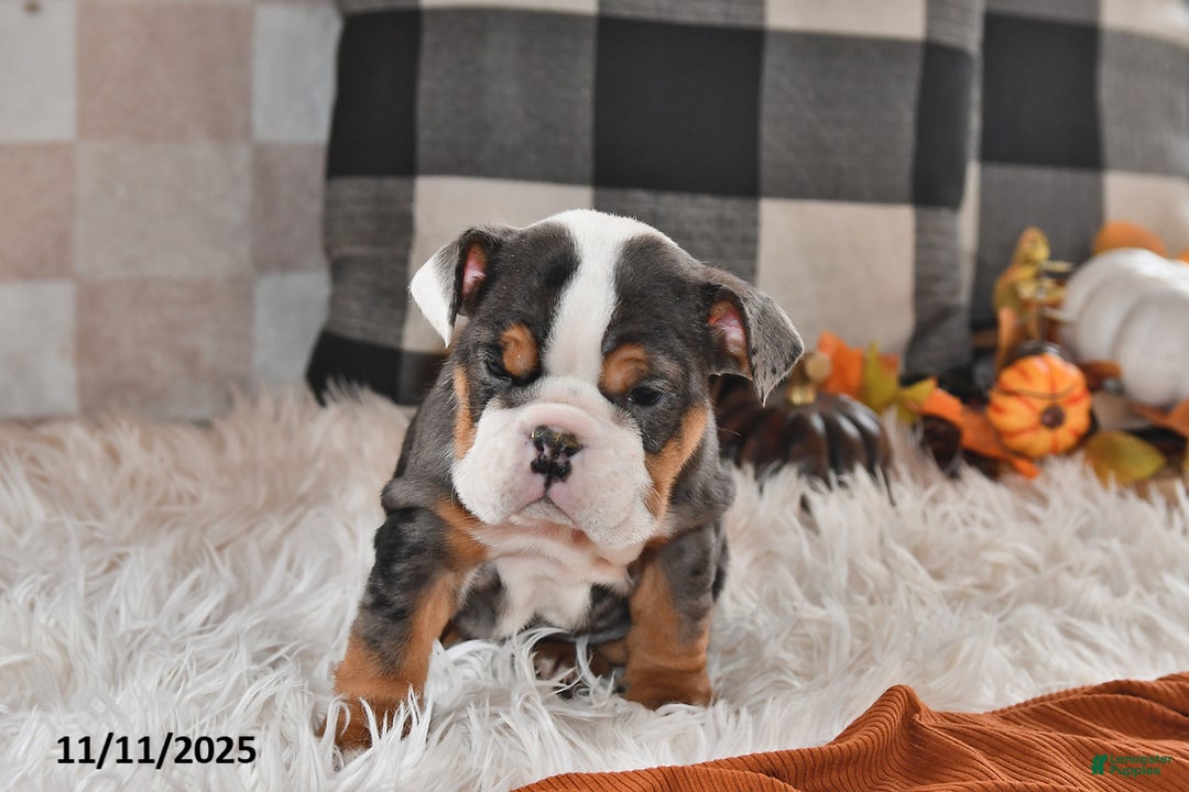 Olde English Bulldogge dogs for sale: Mila - Ad 8
