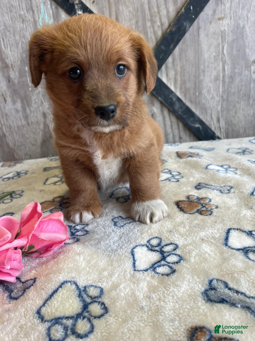 Corgipoo dogs for sale: Murphy - Ad 2