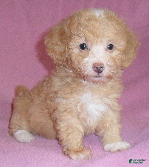 Miniature Poodle dogs Lilly - Ad 1