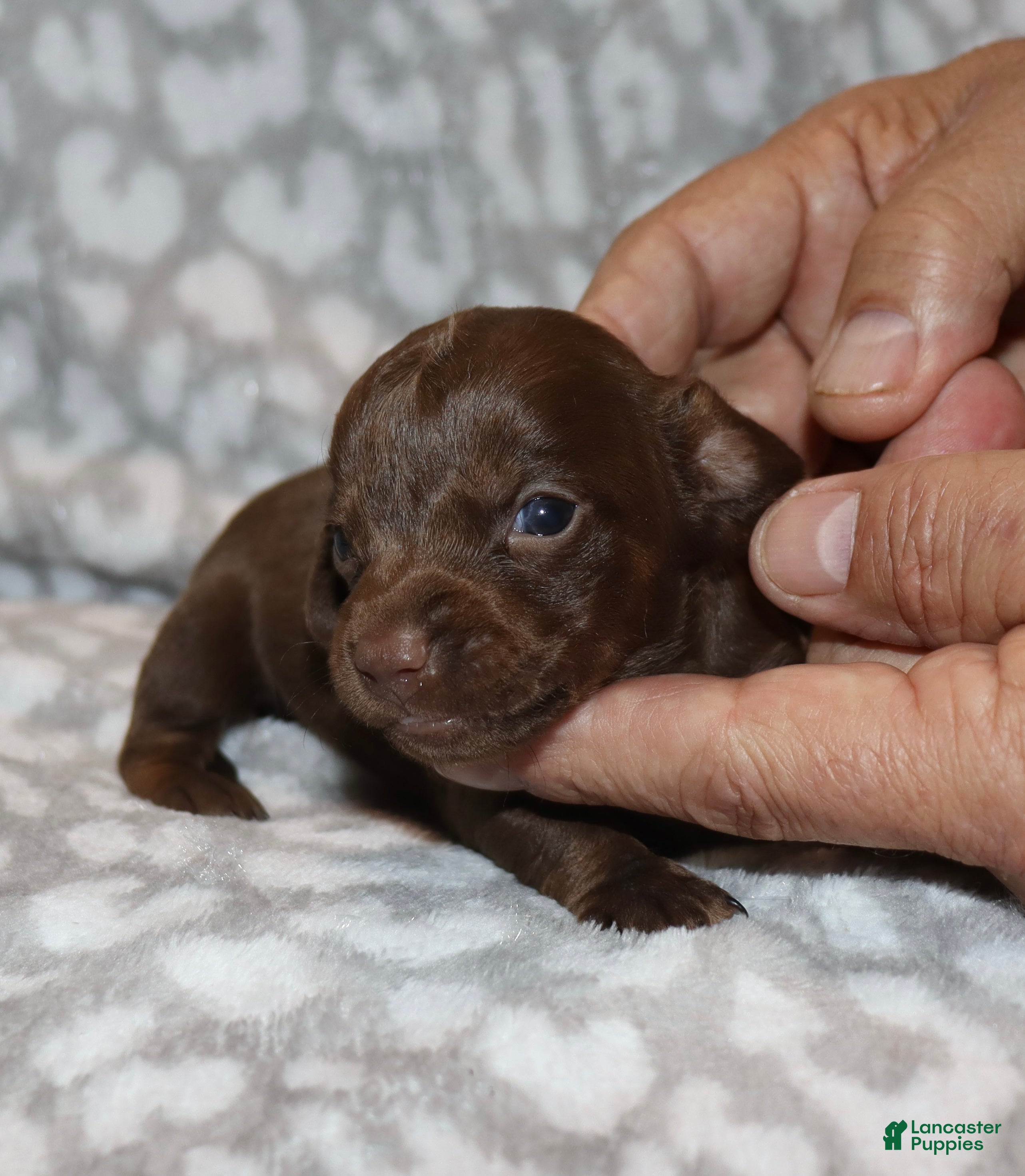 Miniature Dachshund dogs for sale: Kaylee - Ad 3