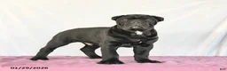 Cane Corso dogs for sale: Miles - Ad 1