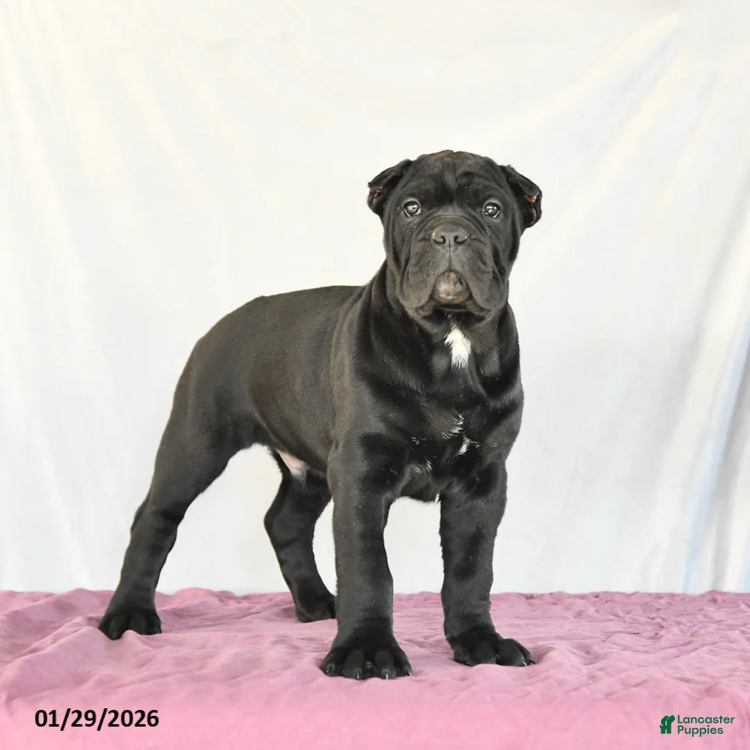 Cane Corso dogs for sale: Miles - Ad 1