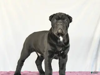 Cane Corso dogs Miles - Ad 2