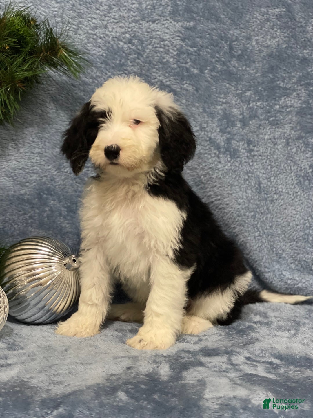 Sheepadoodle dogs for sale: Knox - Ad 2