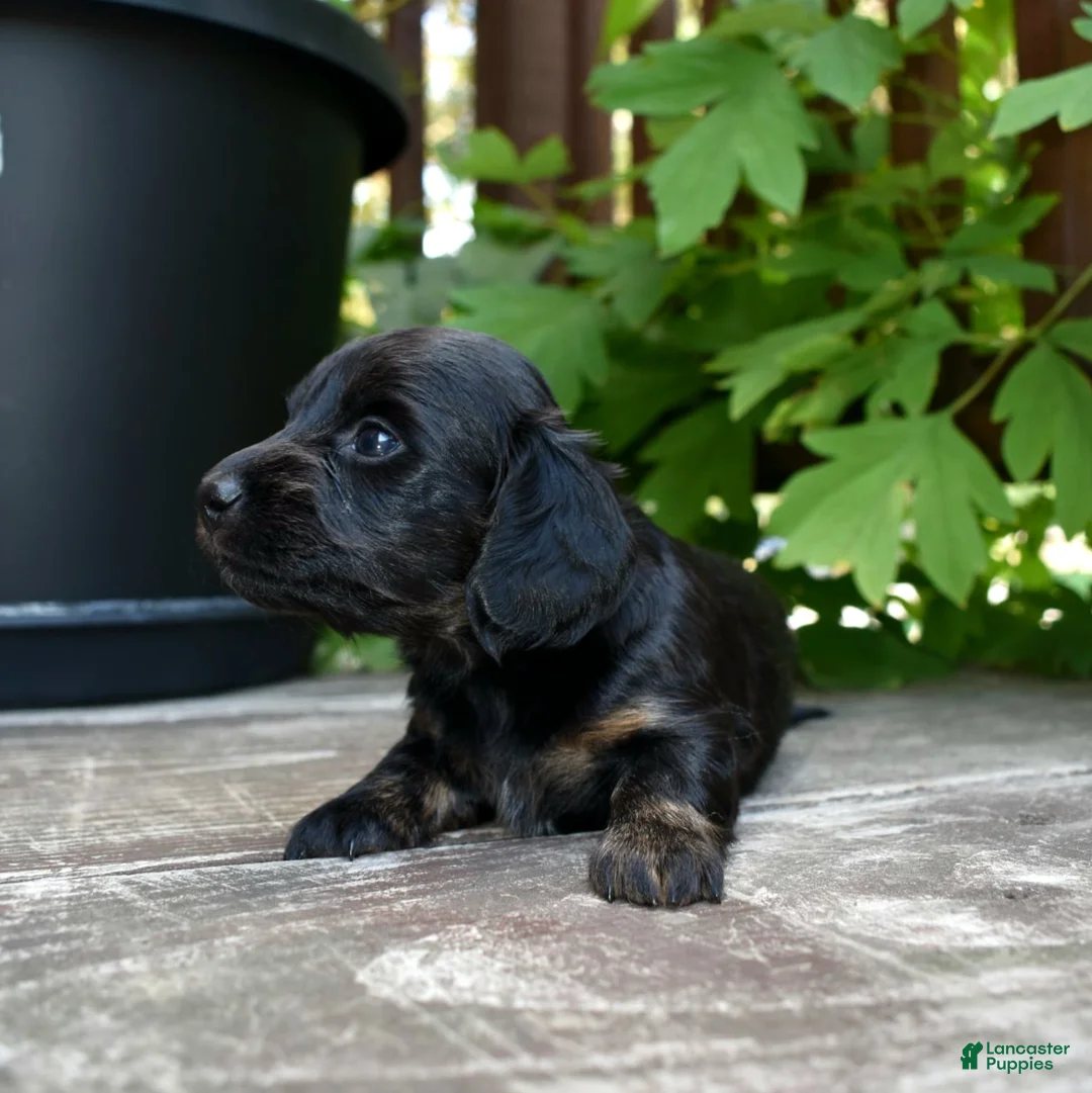 Miniature Dachshund dogs for sale: Abigail - Ad 2