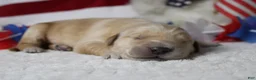 Golden Retriever dogs for sale: Pumpernickel  - Ad 4